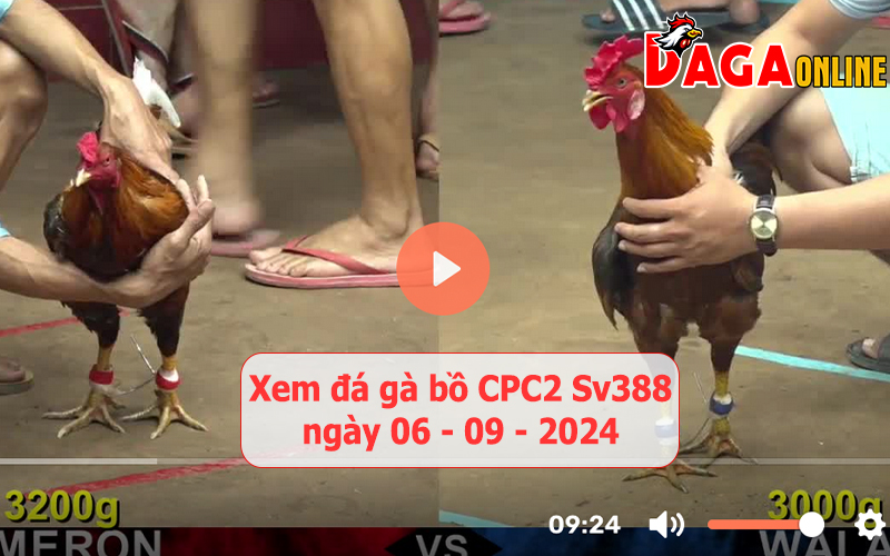 Xem đá gà bồ CPC2 Sv388 ngày 06-09-2024