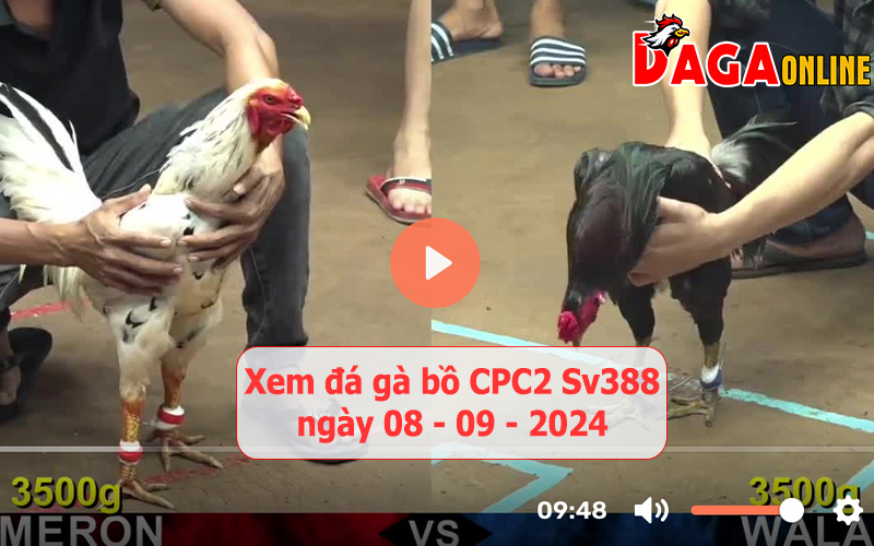 Xem đá gà bồ CPC2 Sv388 ngày 08-09-2024