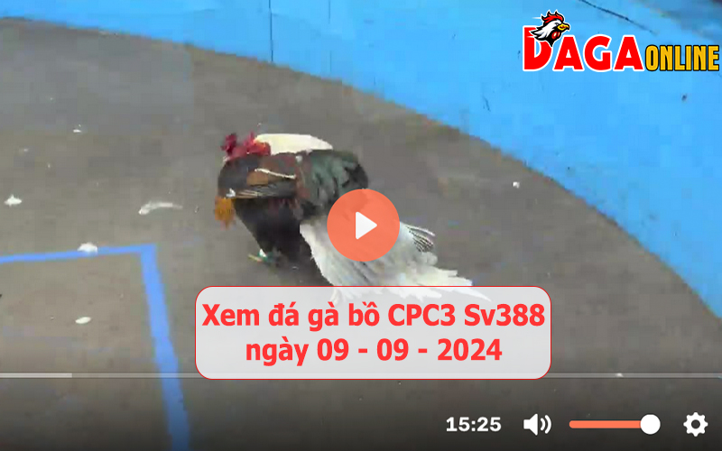 Xem đá gà bồ CPC3 Sv388 ngày 09-09-2024