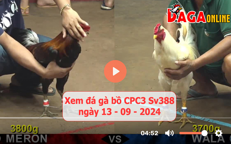 Xem đá gà bồ CPC3 Sv388 ngày 13-09-2024