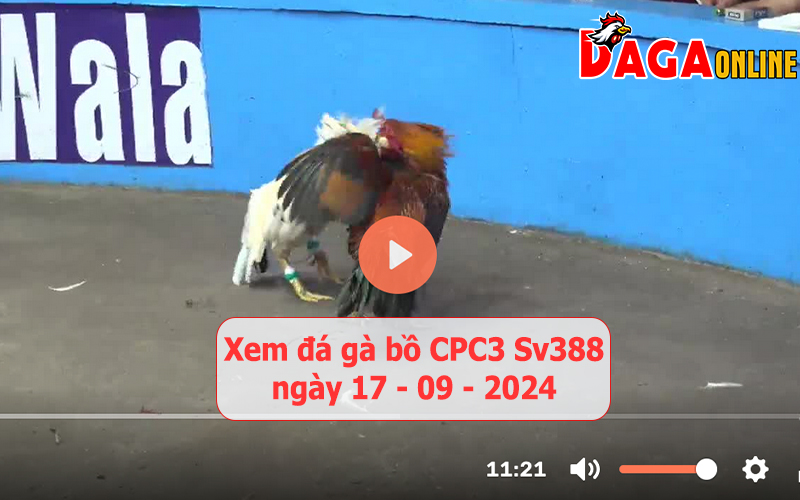 Xem đá gà bồ CPC3 Sv388 ngày 17-09-2024