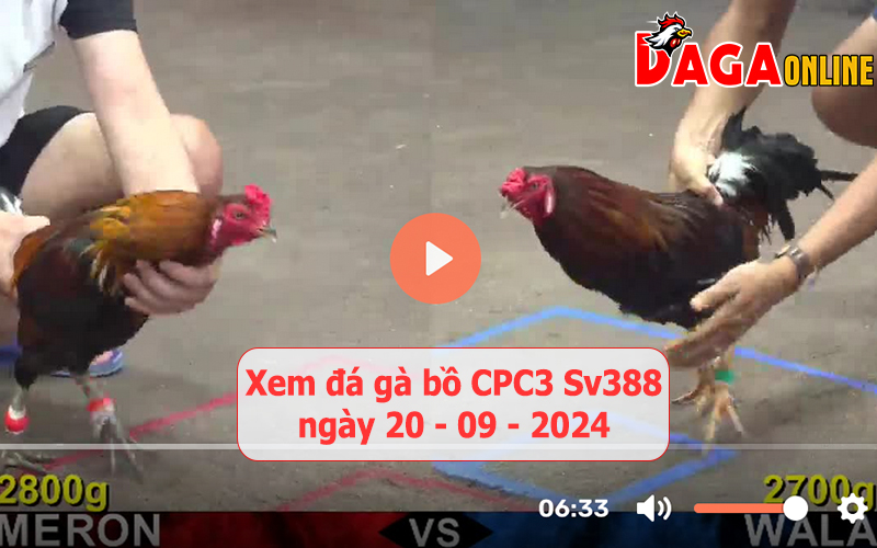 Xem đá gà bồ CPC3 Sv388 ngày 20-09-2024