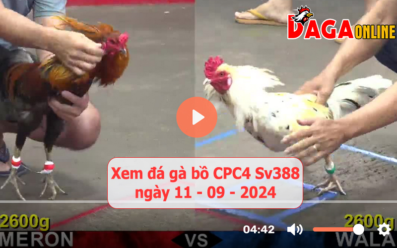 Xem đá gà bồ CPC4 Sv388 ngày 11-09-2024