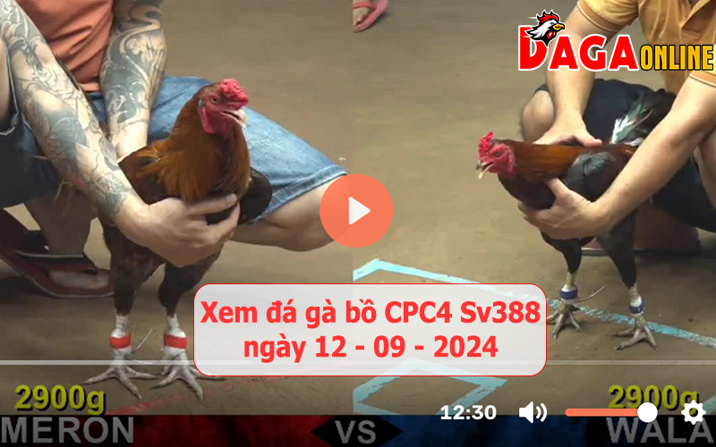 Xem đá gà bồ CPC4 Sv388 ngày 12-09-2024