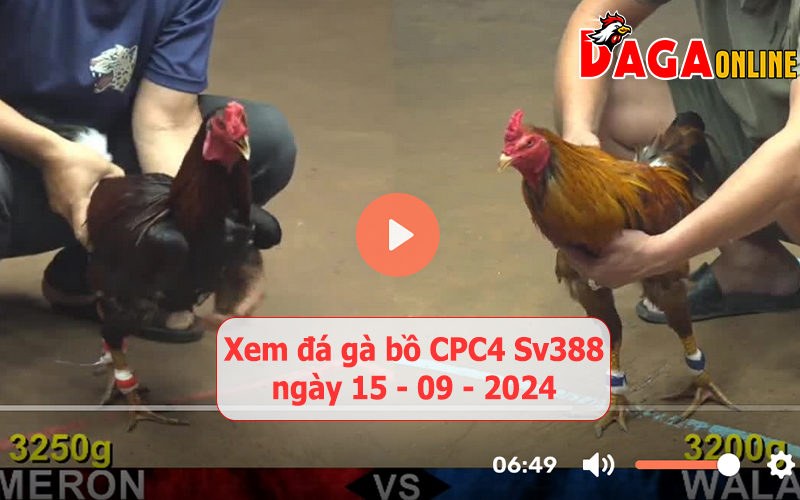 Xem đá gà bồ CPC4 Sv388 ngày 15-09-2024