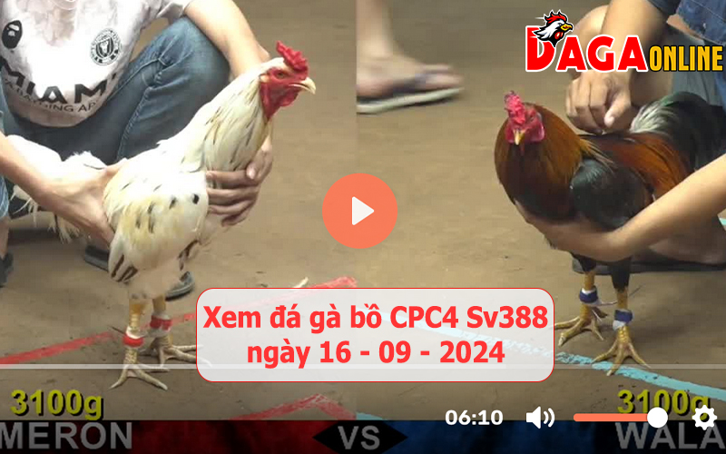 Xem đá gà bồ CPC4 Sv388 ngày 16-09-2024