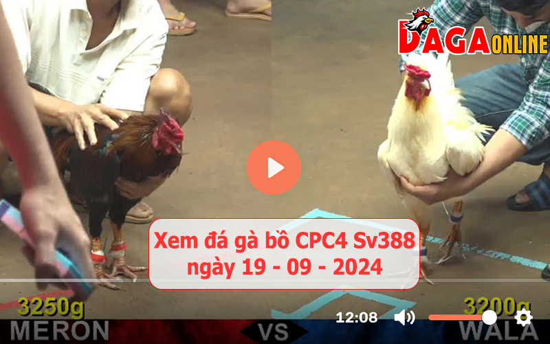 Xem đá gà bồ CPC4 Sv388 ngày 19-09-2024