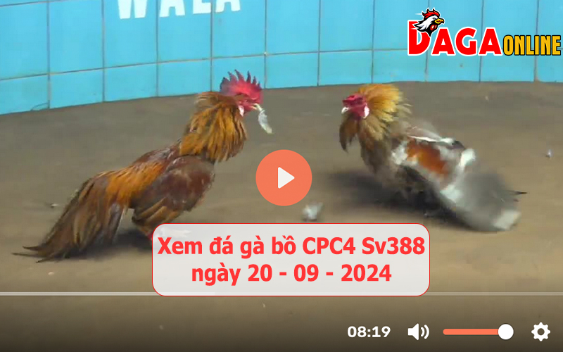 Xem đá gà bồ CPC4 Sv388 ngày 20-09-2024