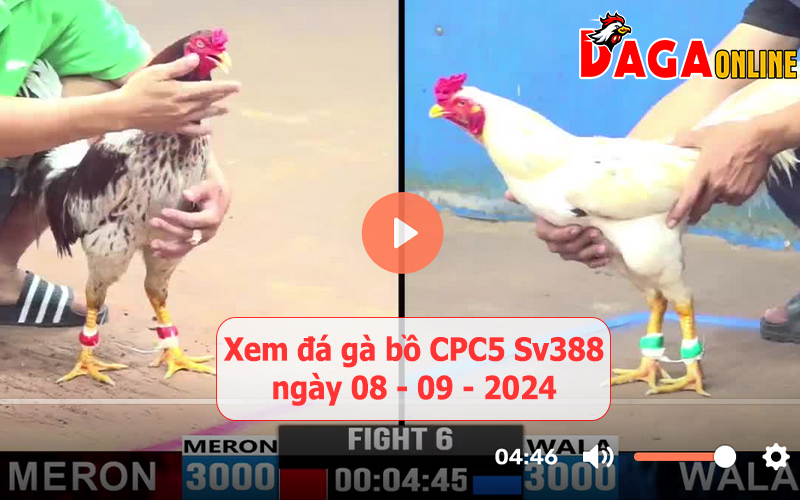 Xem đá gà bồ CPC5 Sv388 ngày 08-09-2024