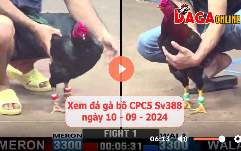 Xem đá gà bồ CPC5 Sv388 ngày 10-09-2024