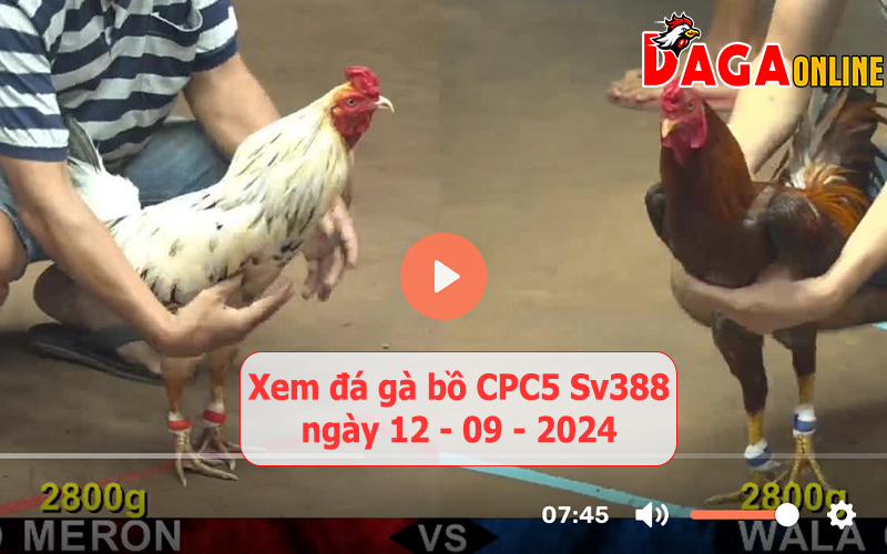 Xem đá gà bồ CPC5 Sv388 ngày 12-09-2024