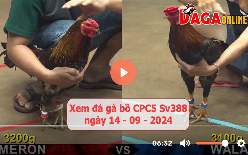 Xem đá gà bồ CPC5 Sv388 ngày 14-09-2024