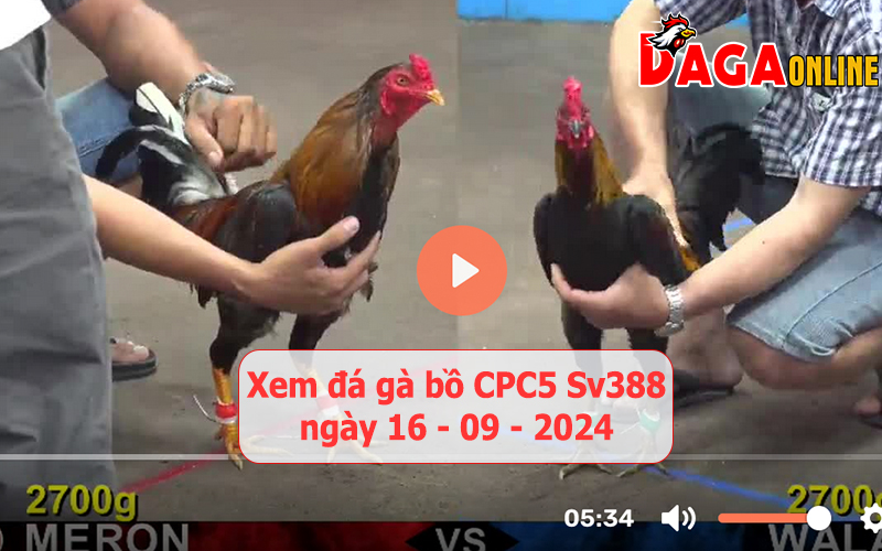 Xem đá gà bồ CPC5 Sv388 ngày 16-09-2024