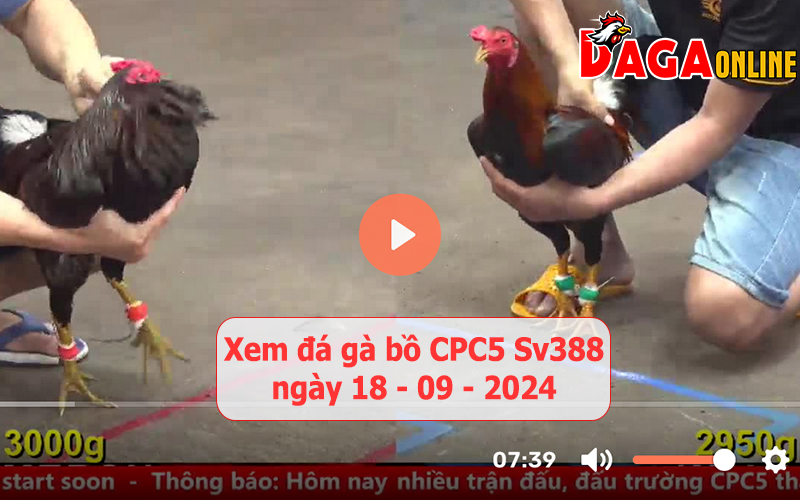 Xem đá gà bồ CPC5 Sv388 ngày 18-09-2024