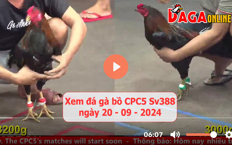 Xem đá gà bồ CPC5 Sv388 ngày 20-09-2024